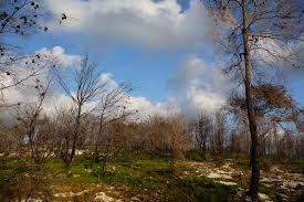 Ölkədə sabaha gözlənilən hava proqnozu açıqlanıb